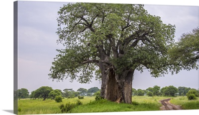 Africa. Tanzania. Baobab (Adansonia digitata) tree in Tarangire NP.