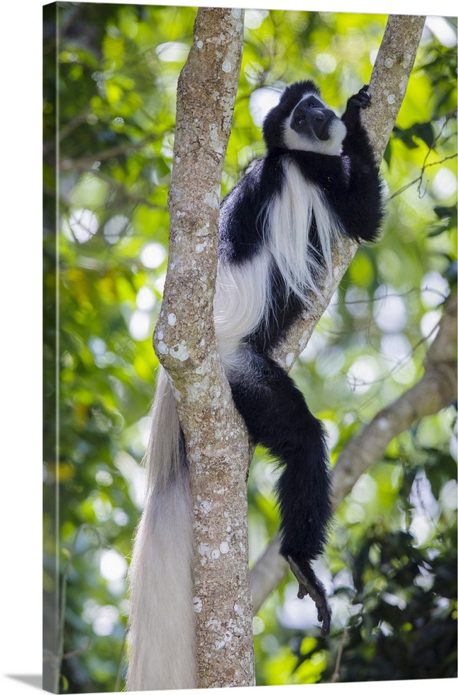 Africa. Tanzania. Black and White Colobus, also known as mantled guereza (Colobus guereza) at Arusha NP.