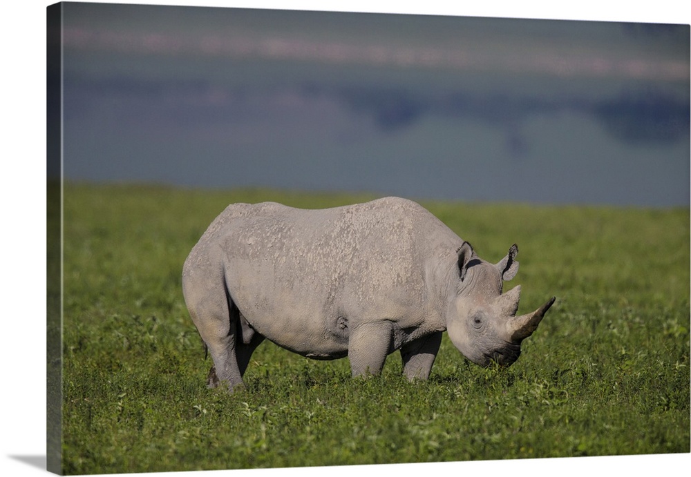 Africa. Tanzania. Black rhinoceros (Diceros bicornis) at Ngorongoro crater.