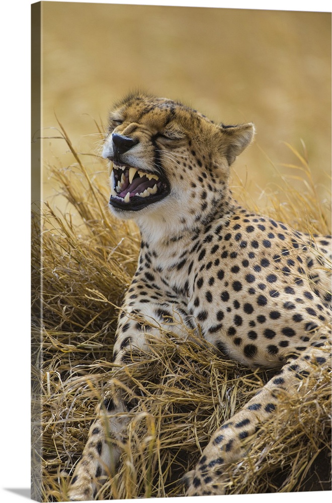 Africa. Tanzania. Cheetah (Acinonyx jubatus)  yawning after a hunt on the plains of the Serengeti in Serengeti NP.