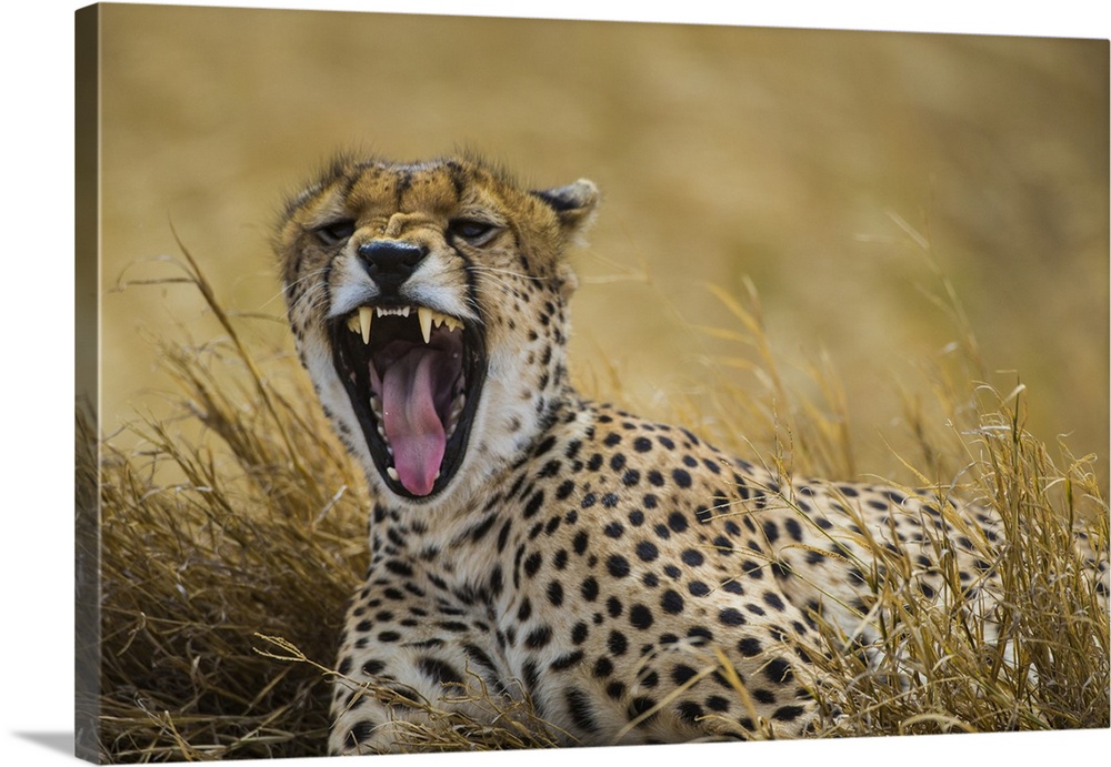 Africa. Tanzania. Cheetah (Acinonyx jubatus)  yawning after a hunt on the plains of the Serengeti in Serengeti NP.