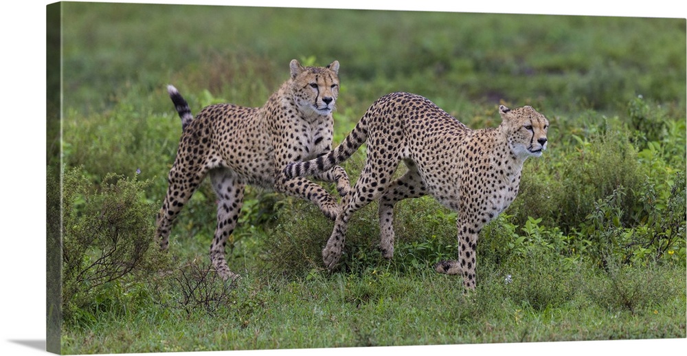 Africa. Tanzania. Cheetah (Acinonyx jubatus)  hunting on the plains of the Serengeti in Serengeti NP.