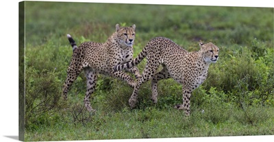 Africa, Tanzania. Cheetah