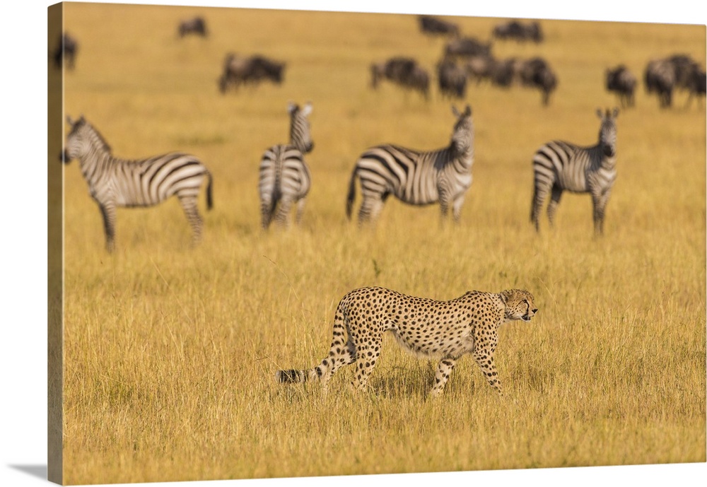 Africa. Tanzania. Cheetah (Acinonyx jubatus)  hunting on the plains of the Serengeti in Serengeti NP.