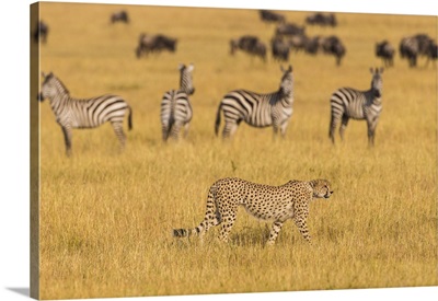 Africa, Tanzania. Cheetah