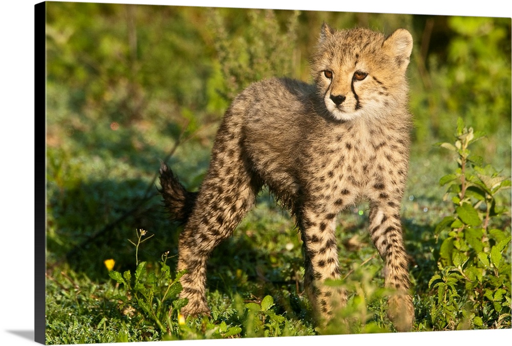 Africa. Tanzania. Cheetah cub at Ndutu in the Ngorongoro Conservation Area.