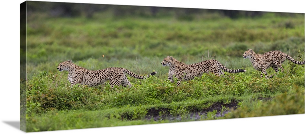 Africa. Tanzania. Cheetahs (Acinonyx jubatus)  hunting on the plains of the Serengeti in Serengeti NP (photo illustration).