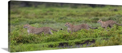 Africa, Tanzania. Cheetahs