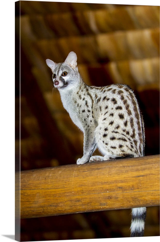 Africa. Tanzania. Common genet (Genetta genetta) at Ndutu Safari Lodge in Serengeti NP.