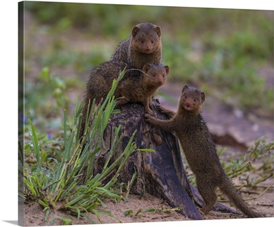 Africa. Tanzania. Dwarf mongoose family (Helogale parvula)  in Tarangire NP.