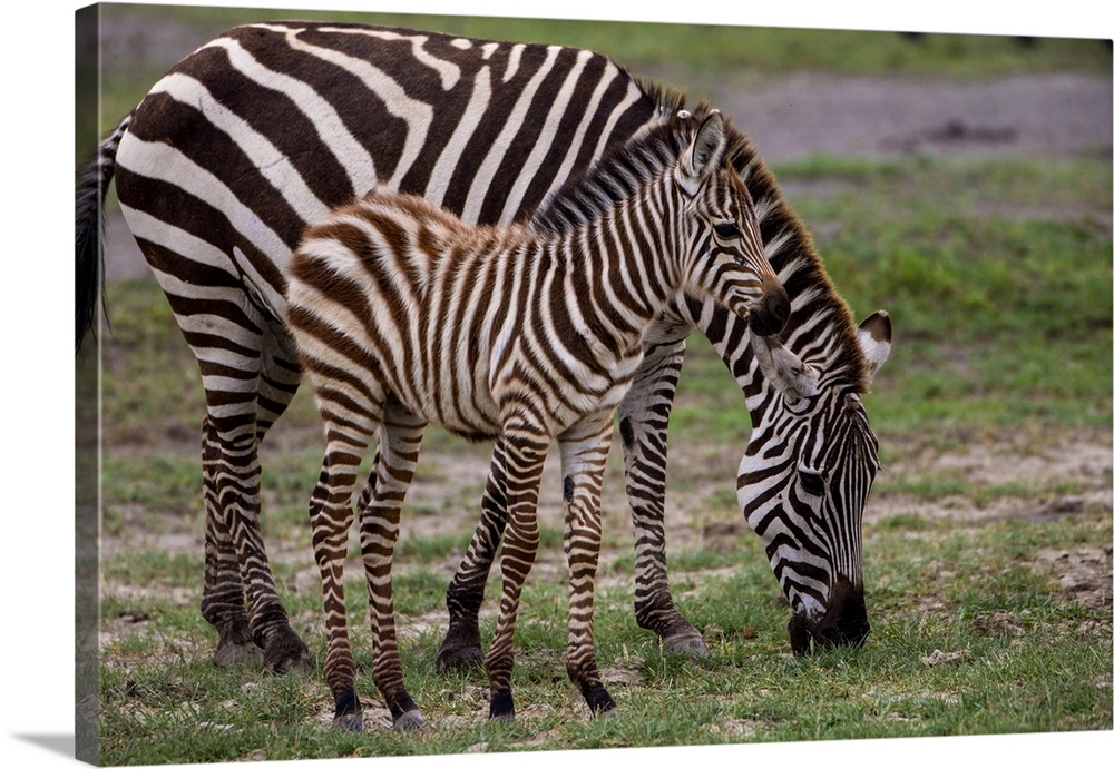 Africa. Tanzania. Female Zebra (Equus quagga) with colt in Serengeti NP.