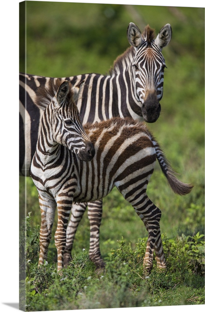 Africa. Tanzania. Female Zebra (Equus quagga) with colt in Serengeti NP.