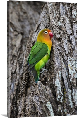 Africa. Tanzania. Fischer's lovebird (Agapornis fischeri) in Serengerti NP.