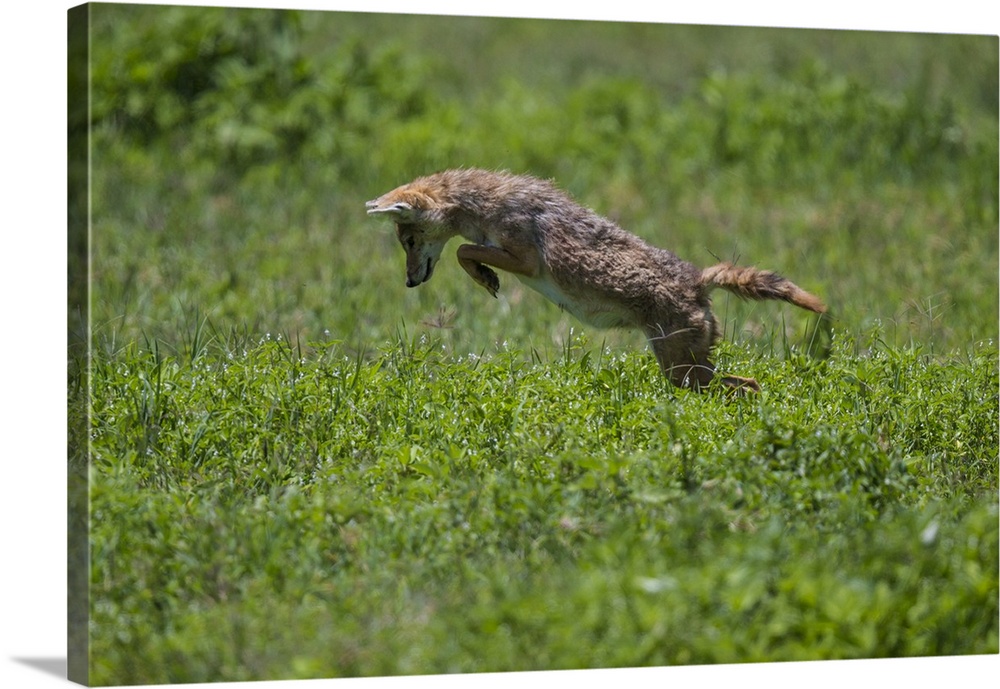 Africa. Tanzania. Golden jackal (Canis aureus) hunting in Serengeti NP.