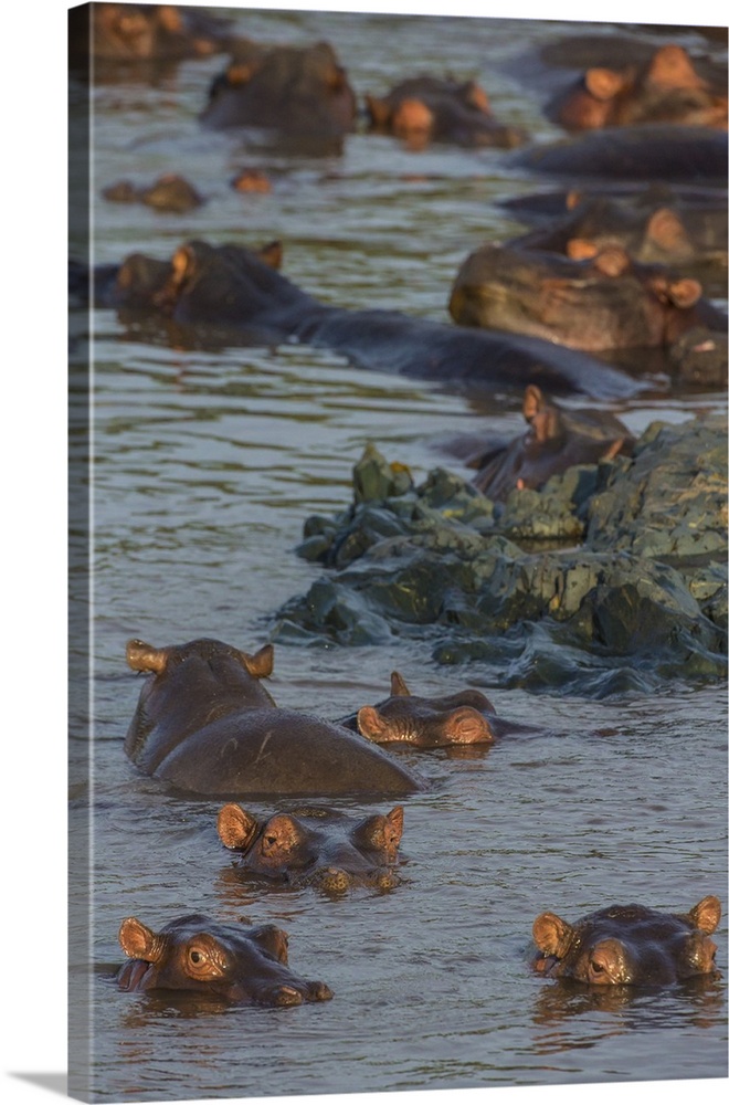 Africa. Tanzania. Hippopotamus (Hippopotamus amphibius) in Serengeti NP.