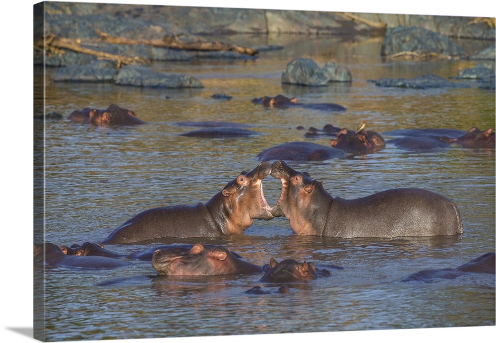 Africa. Tanzania. Hippopotamus (Hippopotamus amphibius) in Serengeti NP.