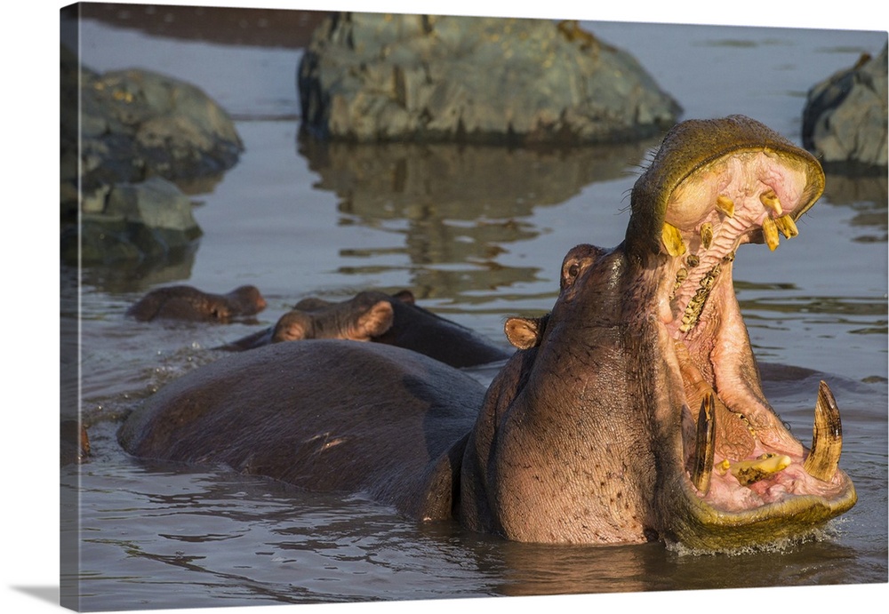 Africa. Tanzania. Hippopotamus (Hippopotamus amphibius) in Serengeti NP.