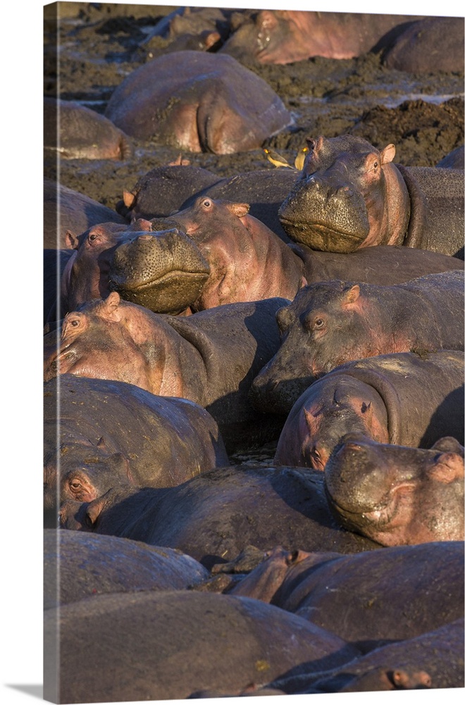 Africa. Tanzania. Hippopotamus (Hippopotamus amphibius) in Serengeti NP.