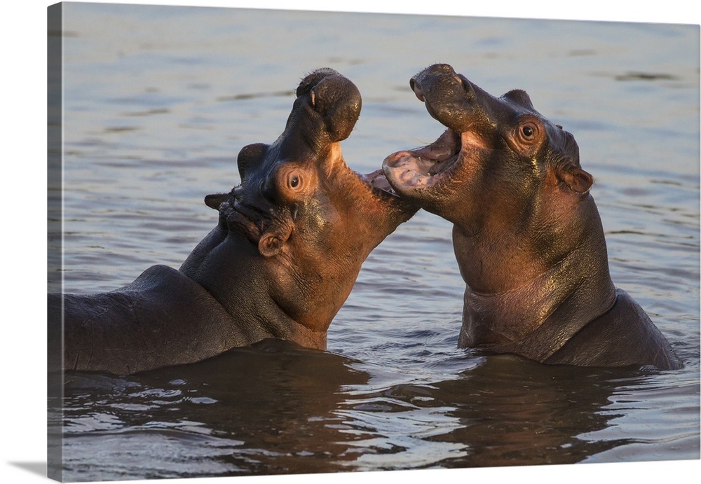 Africa. Tanzania. Hippopotamus (Hippopotamus amphibius) in Serengeti NP.