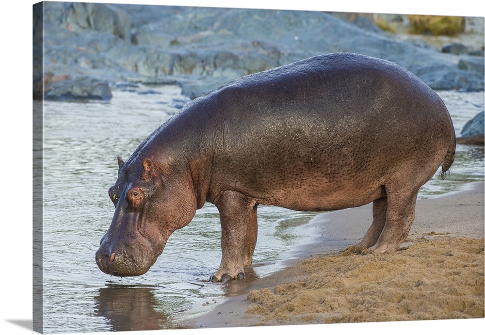 Africa. Tanzania. Hippopotamus (Hippopotamus amphibius) in Serengeti NP.