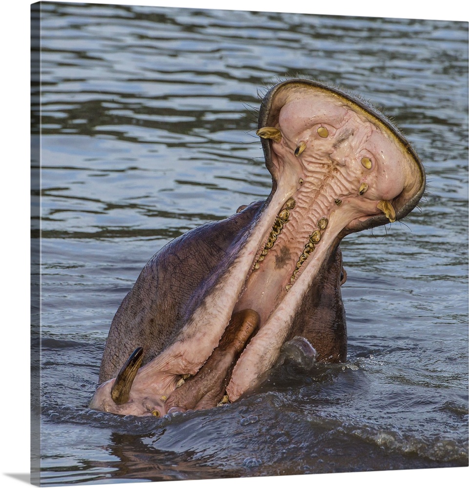 Africa. Tanzania. Hippopotamus yawn (Hippopotamus amphibius) in Serengeti NP.