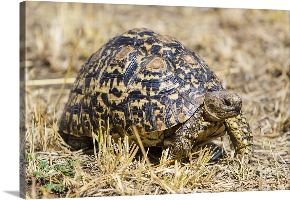 Africa. Tanzania. Leopard tortoise (Stigmochelys pardalis) in Serengeti NP.