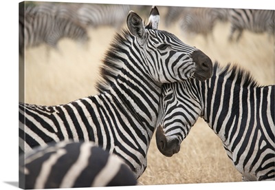 Africa, Tanzania, Loving Zebras Nuzzle In The Serengeti