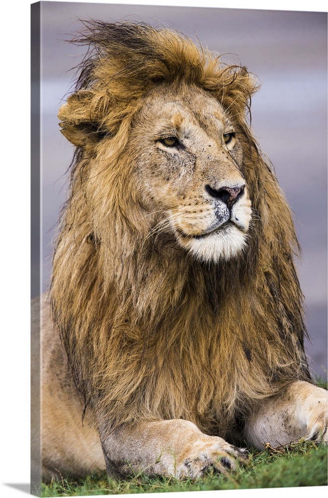 Africa. Tanzania. Male African lion (Panthera leo) at Ndutu in Serengeti NP.