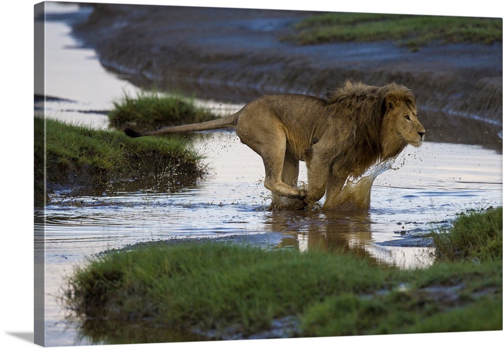 Africa. Tanzania. Male African lion (Panthera leo) at Ndutu in Serengeti NP.