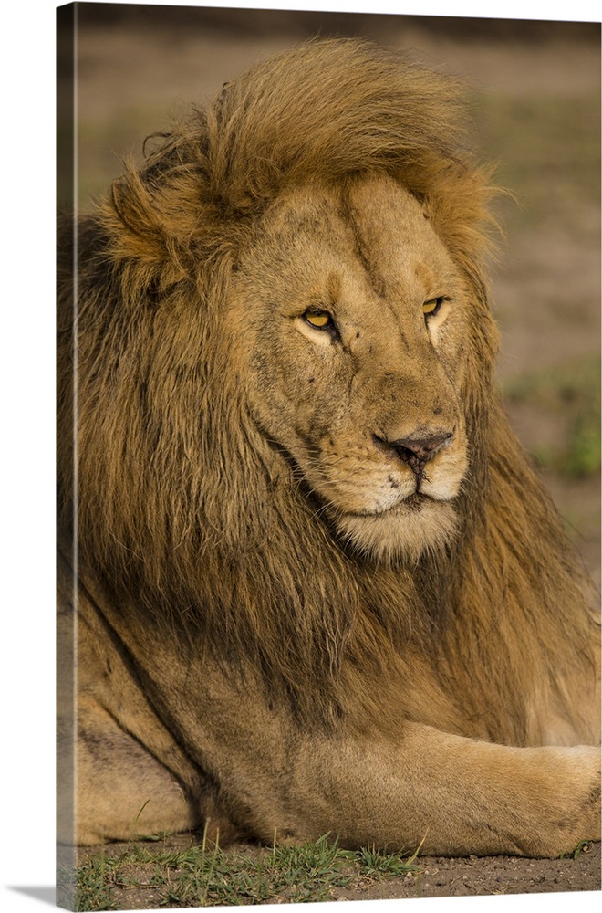 Africa. Tanzania. Male African lion (Panthera leo) at Ndutu in Serengeti NP.