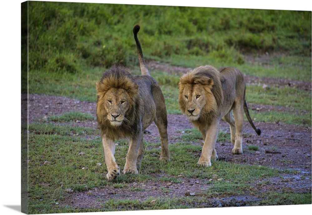 Africa. Tanzania. Male African lions (Panthera leo) at Ndutu in Serengeti NP.