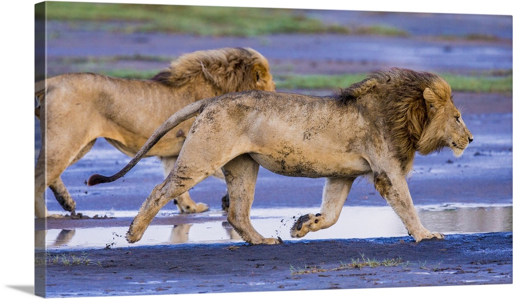 Africa. Tanzania. Male African lions (Panthera leo) at Ndutu in Serengeti NP.