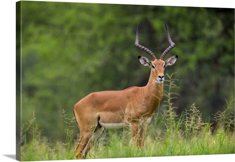 Africa. Tanzania. Male Impala (Aepyceros melampus) in Serengeti NP.