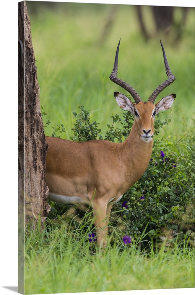 Africa. Tanzania. Male Impala (Aepyceros melampus) in Serengeti NP.