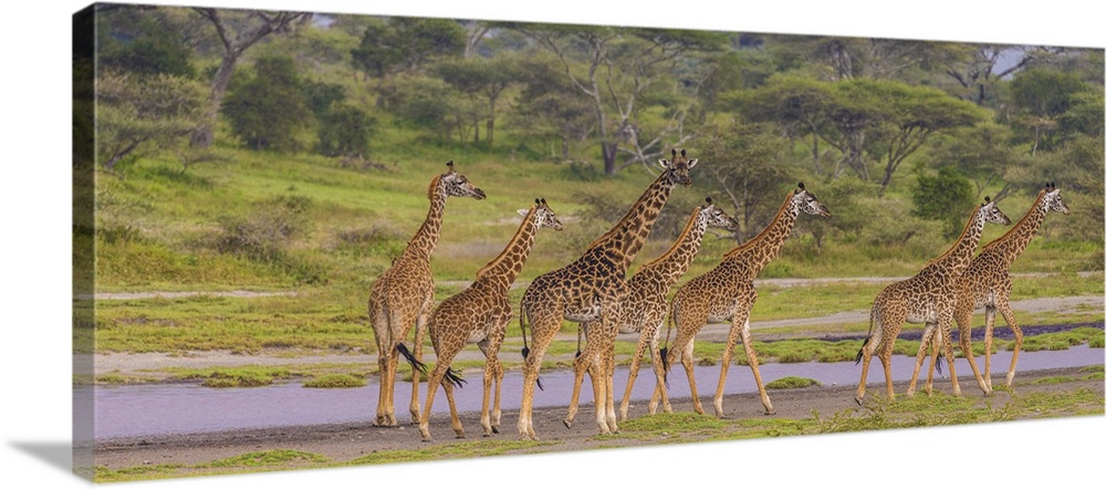 Africa. Tanzania. Masai giraffes (Giraffa tippelskirchi) at Ndutu in Serengeti NP (photo illustration)