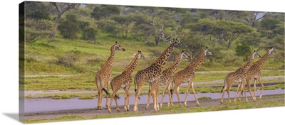 Africa. Tanzania. Masai Giraffes