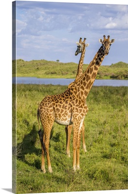 Africa. Tanzania. Masai giraffes (Giraffa tippelskirchi) at Arusha NP.