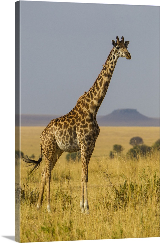 Africa. Tanzania. Masai giraffes (Giraffa tippelskirchi) at Serengeti NP.