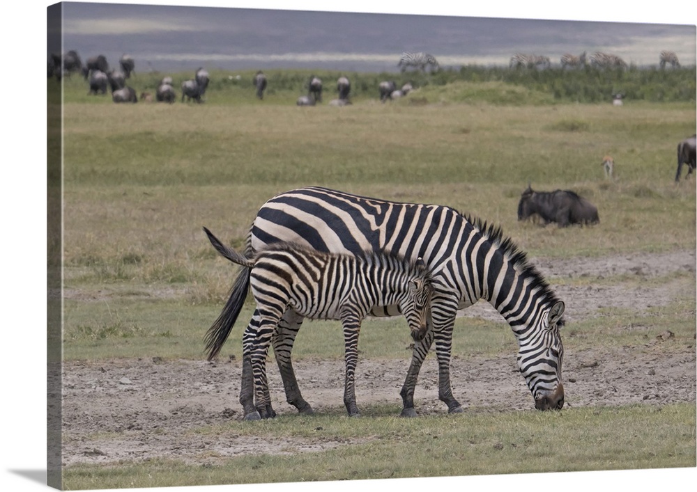 Africa, Tanzania, Ngorongoro Crater. Plains or common zebras, (Equus quagga) grazing in the Crater.