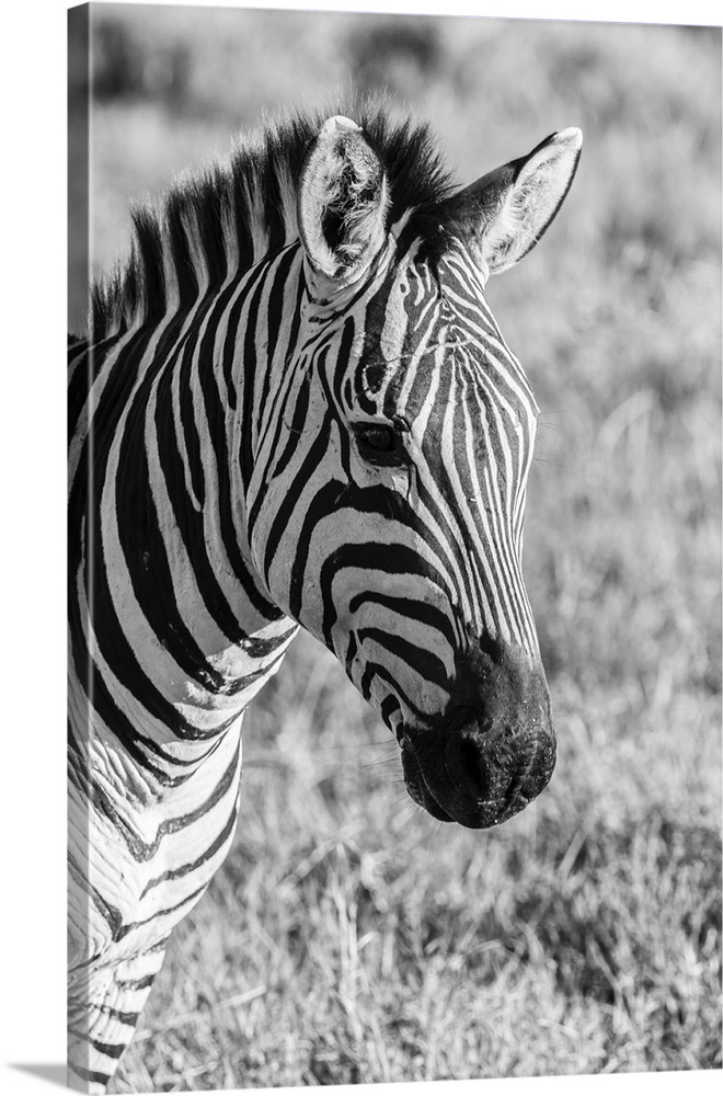 Africa, Tanzania, Ngorongoro crater. B&W of plains zebra head.