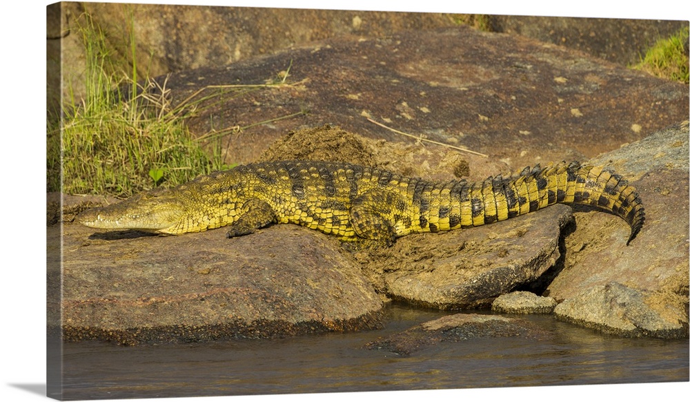 Africa. Tanzania. Nile crocodile (Crocodylus niloticus) basks in the sun at the Mara river in Serengeti NP.