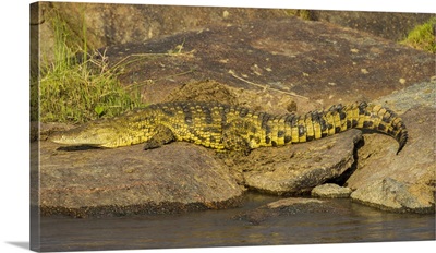 Africa, Tanzania. Nile crocodile