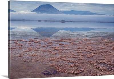 Africa, Tanzania, Ol Doinyo Lengai Volcano, Flamingos Nesting In Lake Natron
