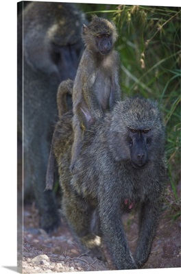 Africa. Tanzania. Olive baboon (Papio anubis) female with baby at Arusha NP.