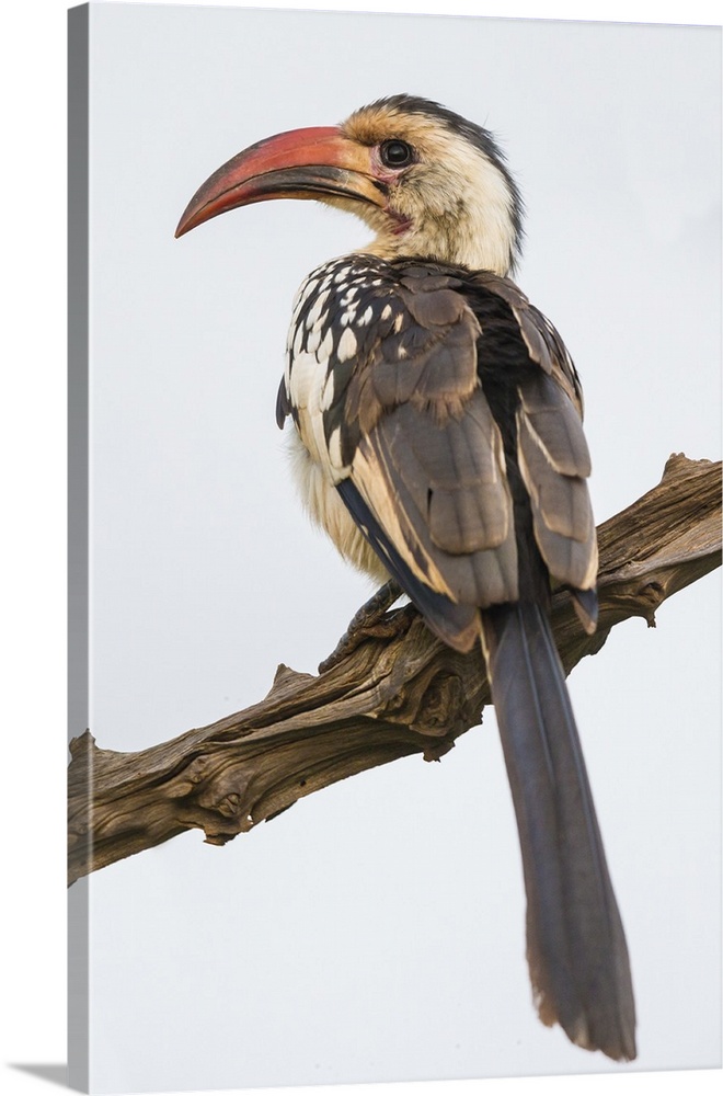 Africa. Tanzania. Red-billed hornbill (Tockus erythrorhynchus) in Serengeti NP.