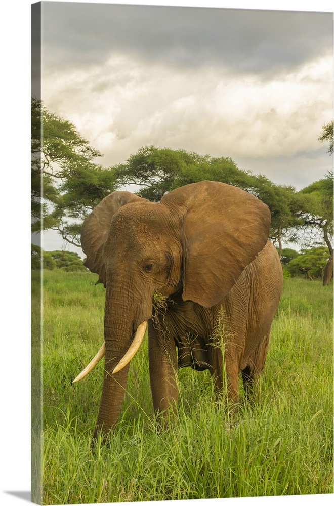 Africa, Tanzania, Tarangire national park. African elephant close-up.