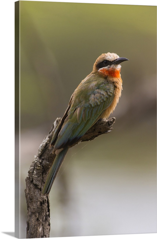 Africa. Tanzania. White-fronted bee-eater (Merops bullockoides) in Serengeti NP.