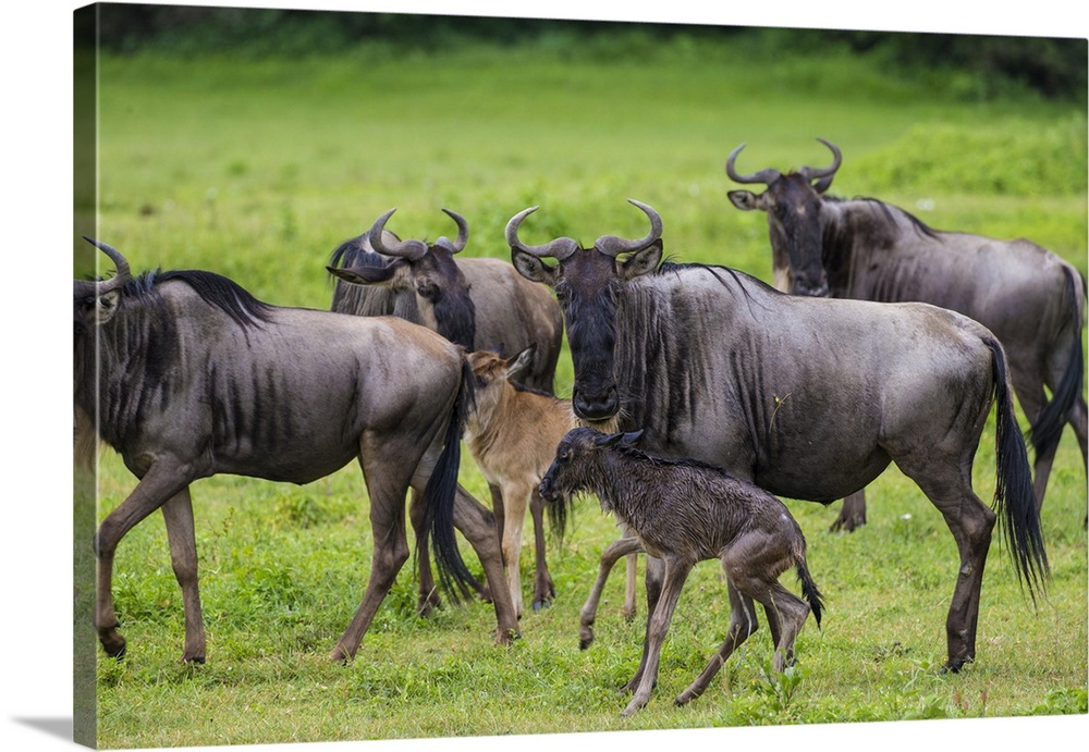 Africa. Tanzania. Wildebeest birthing during the annual Great Migration in Serengeti NP.