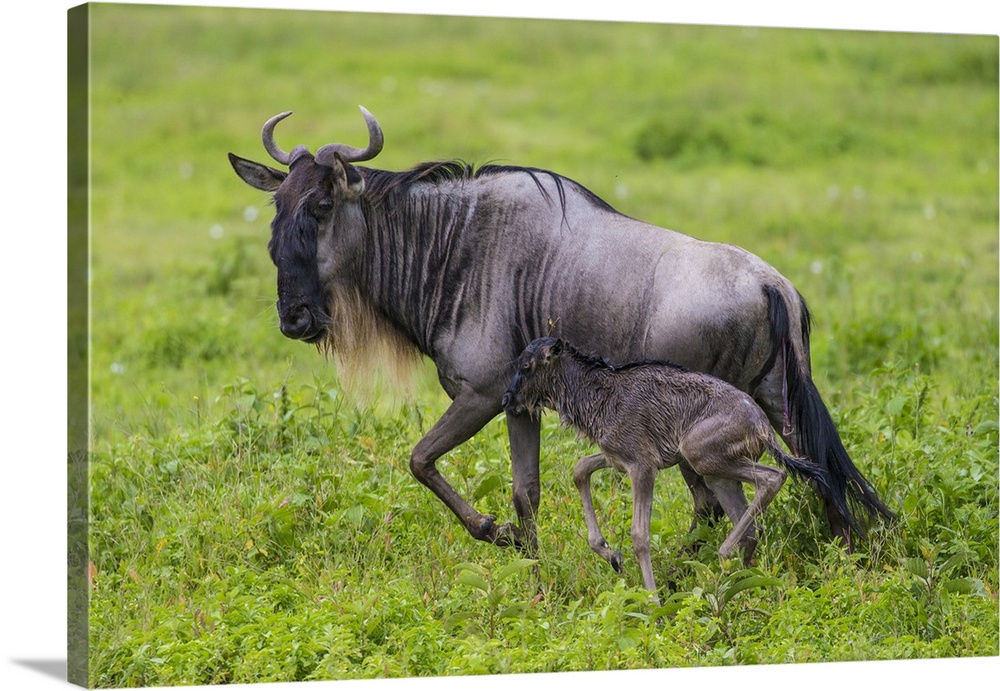 Africa. Tanzania. Wildebeest birthing during the annual Great Migration in Serengeti NP.