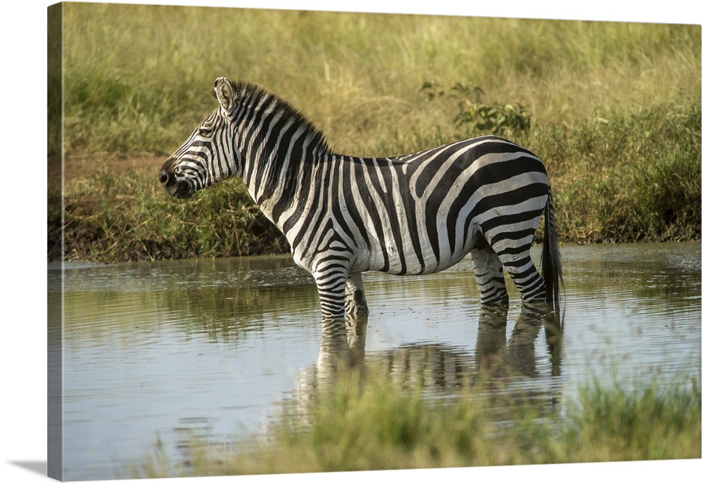 Africa, Tanzania, Zebra